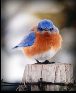 little bluebird on post